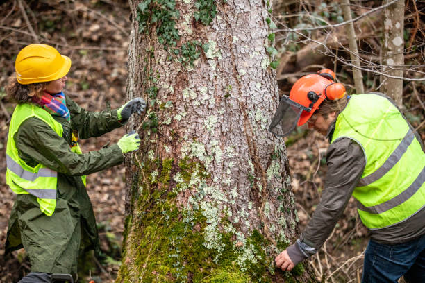 How Our Tree Care Process Works  in  Contra Costa Centre, CA