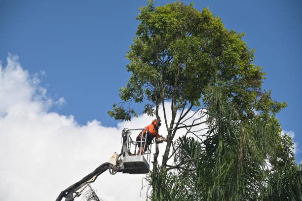 Contra Costa Centre, CA Tree Removal Services Company